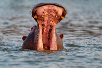 Hroch obojzivelny - Hippopotamus amphibius - Hippopotamus o3554